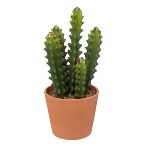 Cactus en pot alicante H30cm terracota